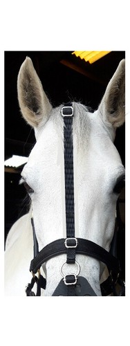 Replacement poll noseband - to,