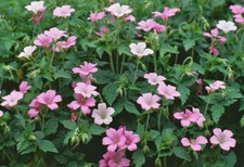 3 Perennial Pink Geranium