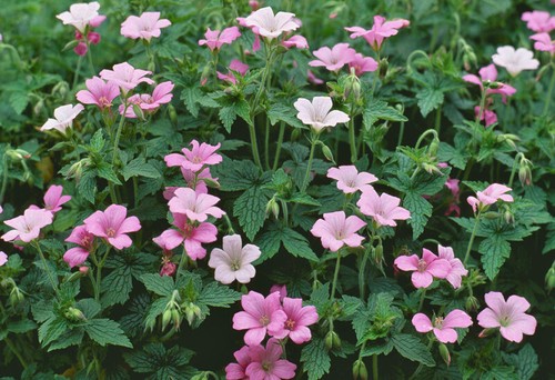 Perennial pink geranium - 3,