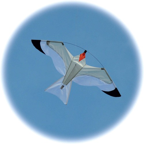 Gull kite great - gull, as