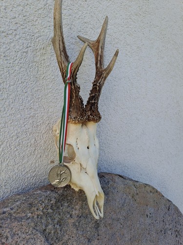 Taxidermy 478g roe deer - taxidermy, skull