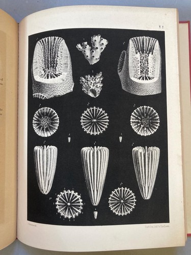 British fossil corals milne - fossil, corals,