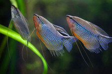 Pearl Gourami (Trichopodus