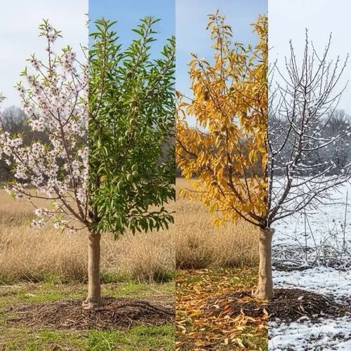 Almond saplings for sale - almond,