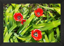 red tulip Framed Wall Art