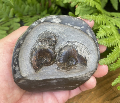 Eleganticeras ammonite treble - eleganticeras,