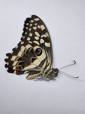 Papilio Demodocus A1- Papered