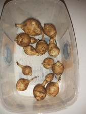  X12 Jerusalem Artichoke