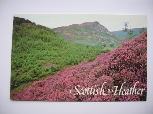 Scottish heather postcard - scottish, postcard.