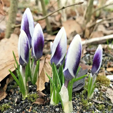 10 CROCUS SPECIE PRINS CLAUSS