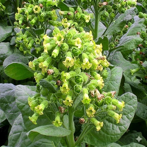 Aztec rustica tobacco - aztec,