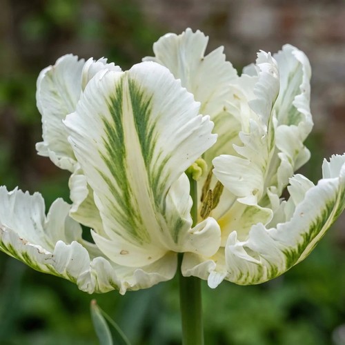 Tulip super parrot - 'super, x10