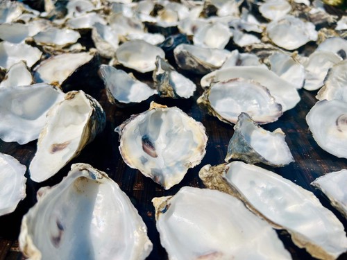 Natural cleaned cupped oyster - cleaned,