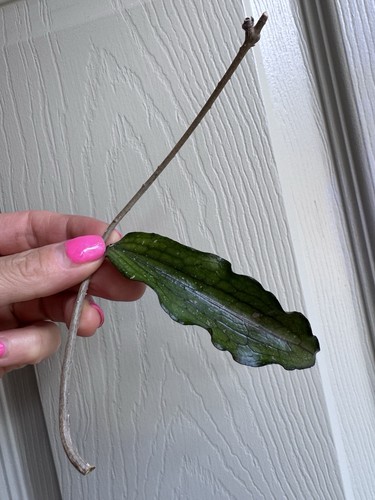 Hoya erythrina dark - erythrina,