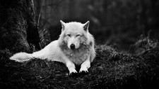 WOLF GLOSSY POSTER PICTURE