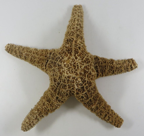 Vintage real starfish large - vintage,