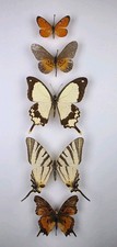 Real Butterfly Collection x 5