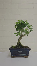 Chinese Privet (Ligustrum