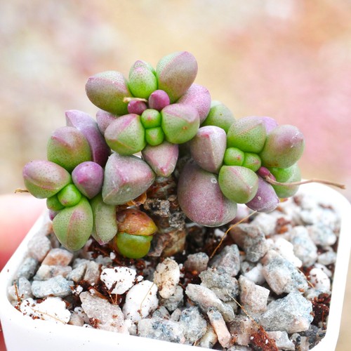 Crassula elegans cluster 3cm - cluster, ~3cm