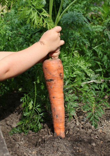 Giant carrot seeds - giant, 150