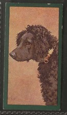 TADDY-DOGS 1900-#08- FRENCH