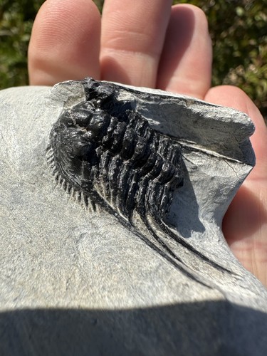 Leonaspis