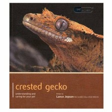 Crested Gecko - Pet Expert