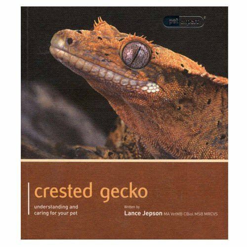 Crested gecko pet expert - crested,