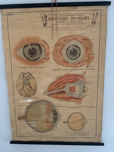 Mid century vintage anatomical - mid,
