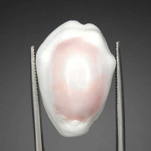 3ct pink white cowrie - pink,
