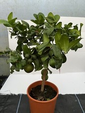 Citrus Lime (Red Lime) Limetta