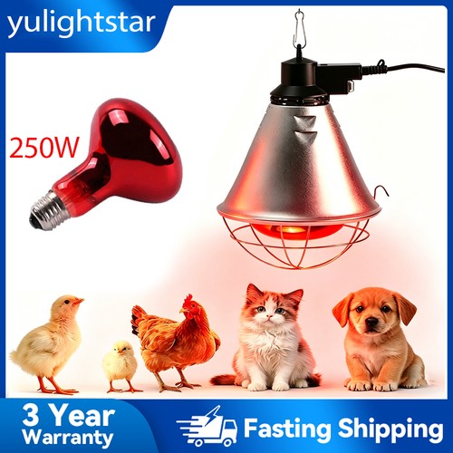 250w red heat - heat, for