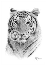 BENGAL TIGER pencil drawing