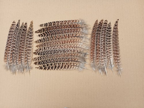 Hen pheasant tail - 20, feathers