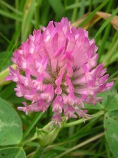 Red Clover Seeds, Wildflower, bee friendly, Trifolium, Green Manure up to 6000