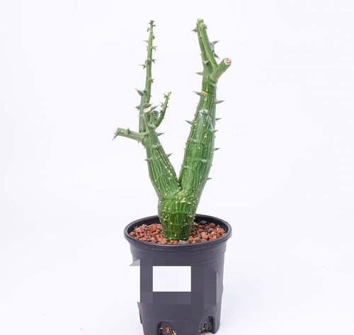 Pot 12cm adenia - pot, globosa