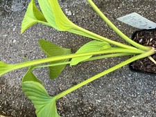 HOSTA Green Acres- Large Hosta