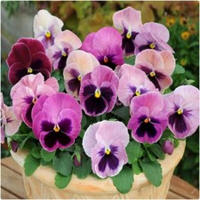 Pansy Matrix Pink Shades X 12