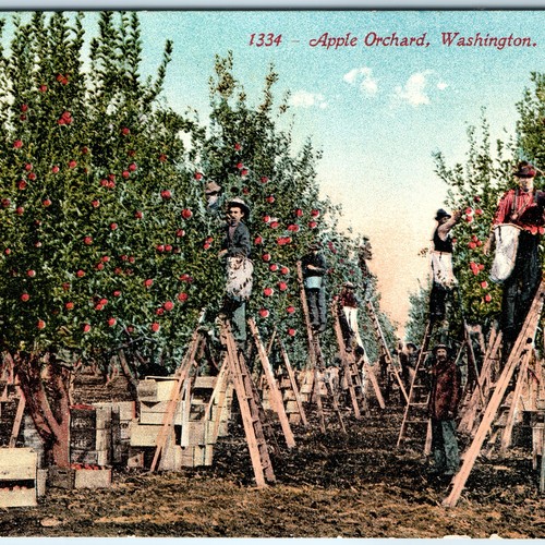 C1910s washington apple - c1910s,