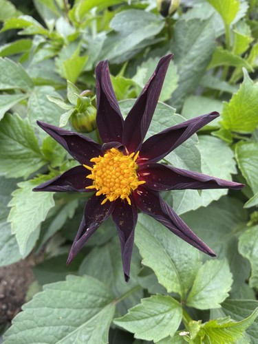 Dahlia verrones obsidian tuber - dahlia,