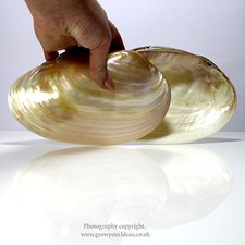 Large polished Pearl River oyster Perfect for bathrooms or culinary use 17-19cm