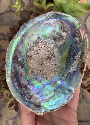 Giant paua shell new - giant,