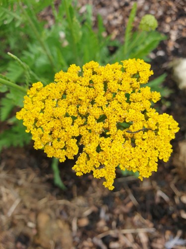Achillea cloth gold yarrow - of,