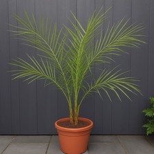 🌴 Phoenix Roebelenii Pygmy