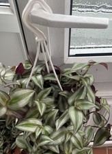 Tradescantia Zebrina indoor