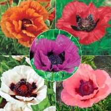 ORIENTAL POPPY SEEDS PERENNIAL