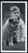 CHOW CHOW PUPPY CARRERAS LTD 1936 ISSUE DOG & FRIEND SERIES CIGARETTE CARD  #18