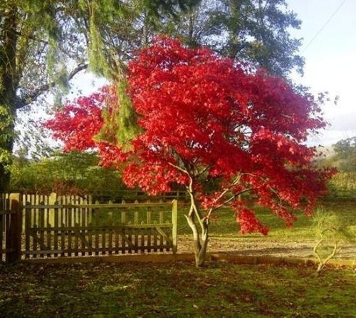 Fireglow upright red japanese - fireglow,