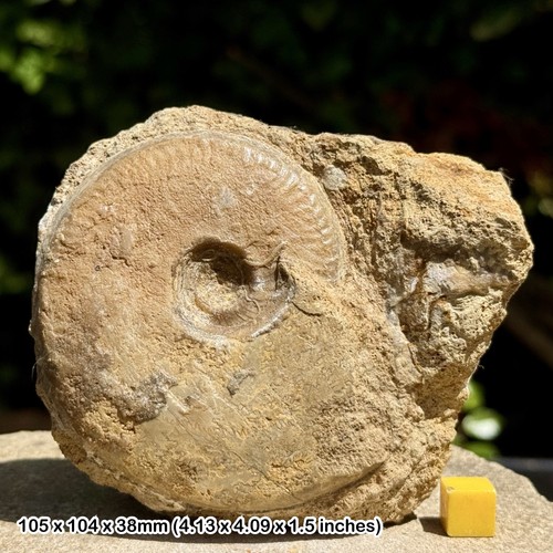 Rare brasilia fossil - rare:,
