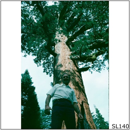 93 grizzly giant - u.s.,